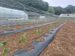 정연국님의 고추 · 영농일지 작성글 사진