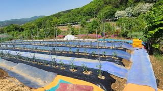 백창석님의 기타작물 · 영농일지 작성글 사진