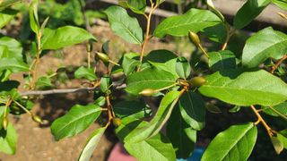 백창석님의 기타작물 · 영농일지 작성글 사진