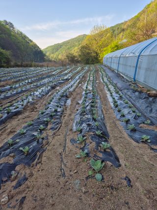 왕자농원님의 양배추 · 영농일지 작성글 사진