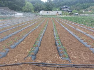 정연국님의 고추 · 영농일지 작성글 사진