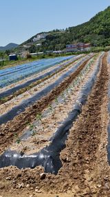 팜모닝 고추·영농일지 게시글 이미지