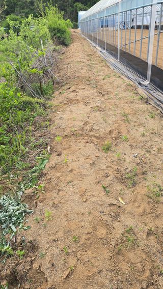 전영순님의 기타작물 · 영농일지 작성글 사진