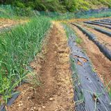 팜모닝 기타작물·영농일지 게시글 이미지