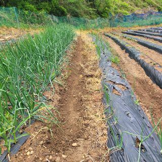 이의도님의 기타작물 · 영농일지 작성글 사진