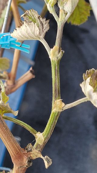 여우내 이순홍님의 포도 · 영농일지 작성글 사진