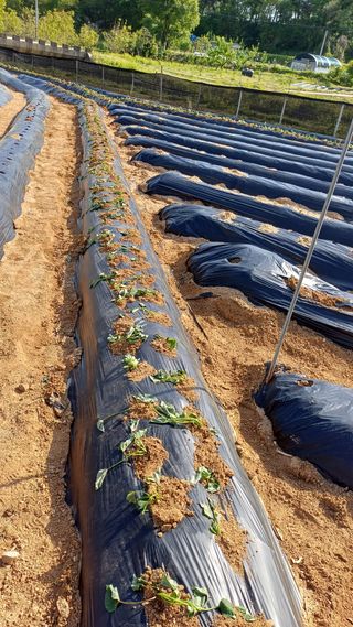 박순덕님의 고구마 · 영농일지 작성글 사진