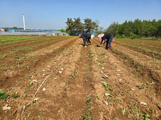 소병기 정직한농장님의 기타작물 · 영농일지 작성글 사진