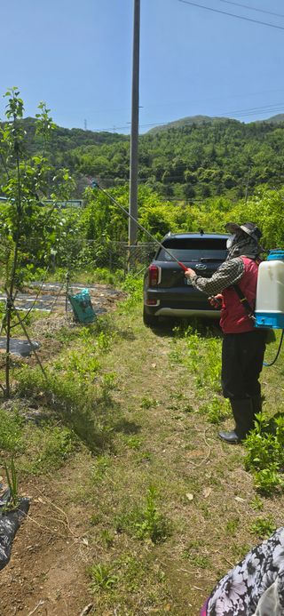 돌복숭아님의 고구마 · 영농일지 작성글 사진