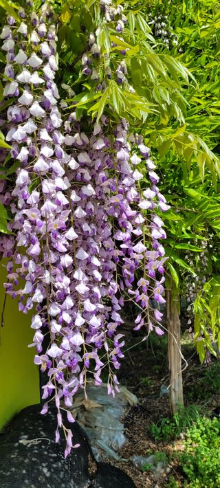 한성님의 감자 · 영농일지 작성글 사진