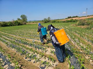 강선미님의 기타작물 · 영농일지 작성글 사진