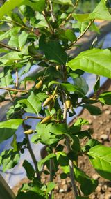 팜모닝 기타작물·영농일지 게시글 이미지