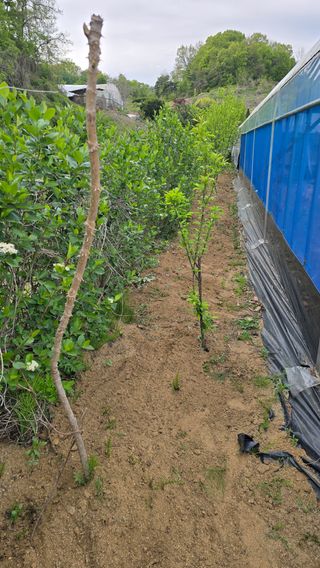 전영순님의 기타작물 · 영농일지 작성글 사진