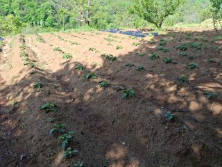 형남영님의 기타작물 · 영농일지 작성글 사진