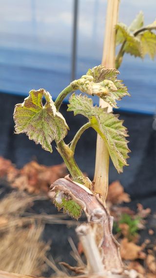 여우내 이순홍님의 포도 · 영농일지 작성글 사진