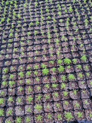 팜모닝회원 김순달 님의 기타작물 · 영농일지 작성글 사진