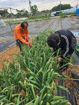 팜모닝 기타작물·영농일지 게시글 이미지