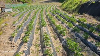 임일재님의 고추 · 영농일지 작성글 사진