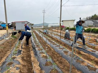 곰새끼님의 고구마 · 영농일지 작성글 사진