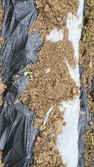 권병국님의 고구마 · 영농일지 작성글 사진