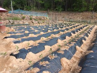 한건택님의 기타작물 · 영농일지 작성글 사진