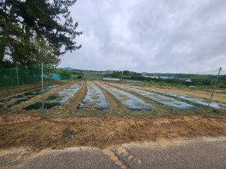 황미순님의 호박 · 영농일지 작성글 사진