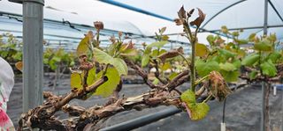 임헌택님의 포도 · 영농일지 작성글 사진