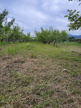 정택님의 매실 · 영농일지 작성글 사진