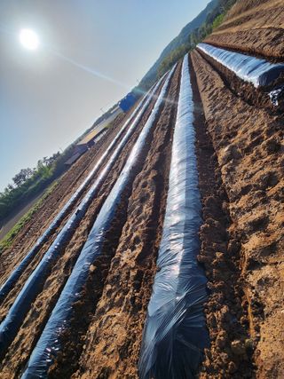 황미순님의 고추 · 영농일지 작성글 사진