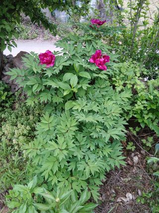 무료지식나눔 팜닥터님의 기타작물 · 영농일지 작성글 사진