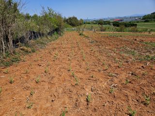 김균율님의 옥수수 · 영농일지 작성글 사진