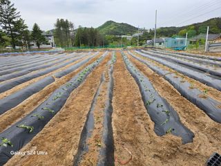 chol E님의 고구마 · 영농일지 작성글 사진