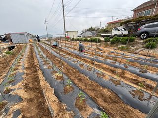 곰새끼님의 고구마 · 영농일지 작성글 사진
