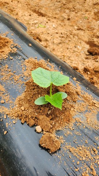봉담고추님의 기타작물 · 영농일지 작성글 사진