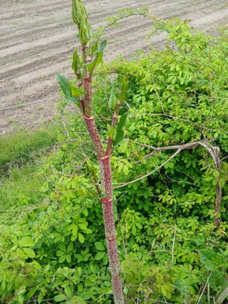 무료지식나눔 팜닥터님의 기타작물 · 영농일지 작성글 사진