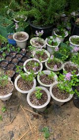 팜모닝 기타작물·영농일지 게시글 이미지