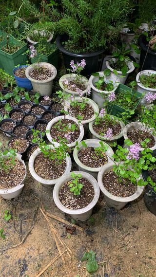 원스피릿팜님의 기타작물 · 영농일지 작성글 사진