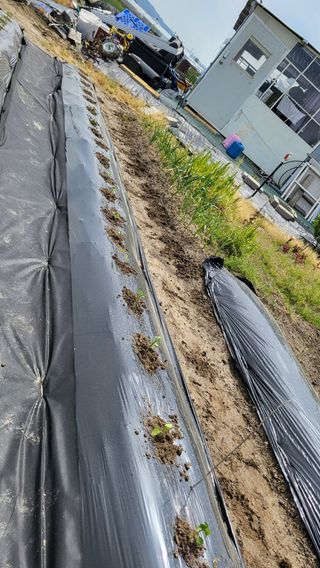 늘푸른 농장주님의 기타작물 · 영농일지 작성글 사진