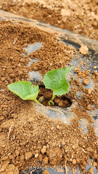 봉담고추님의 고구마 · 영농일지 작성글 사진