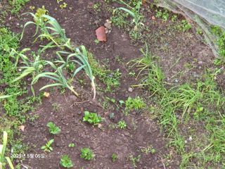 Captain김상곤님의 호박 · 영농일지 작성글 사진