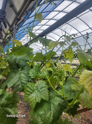 김현수님의 포도 · 영농일지 작성글 사진