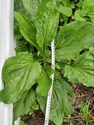 무료지식나눔 팜닥터님의 기타작물 · 영농일지 작성글 사진