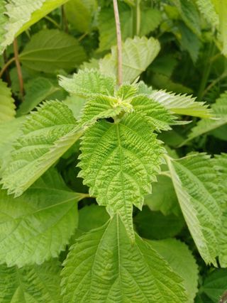 무료지식나눔 팜닥터님의 기타작물 · 영농일지 작성글 사진