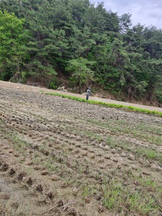 백운농원 님의 기타작물 · 영농일지 작성글 사진