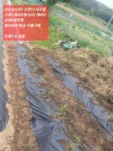 팜모닝 고추·영농일지 게시글 이미지