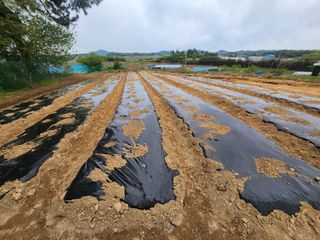 황미순님의 호박 · 영농일지 작성글 사진