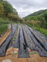 팜모닝 고추·영농일지 게시글 이미지