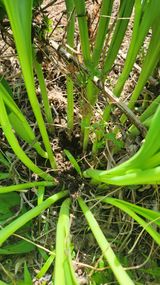 팜모닝 기타작물·영농일지 게시글 이미지