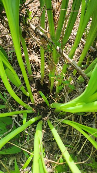 정유기님의 기타작물 · 영농일지 작성글 사진