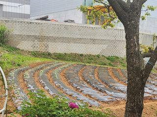 추녹이님의 고추 · 영농일지 작성글 사진